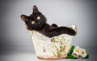 Black cat bucket flower butterfly - a bucket free wallpaper