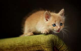 Kitten green chair blue eyes - its head free wallpaper