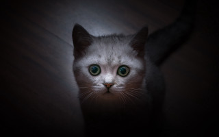 White cat green eyes symmetrical 2 - symmetrical eye free wallpaper