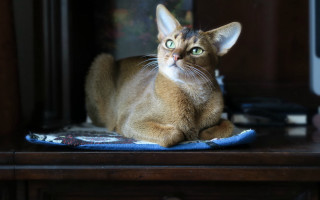 Cat bluetable felix darley depthblur - a blue blanket free wallpaper