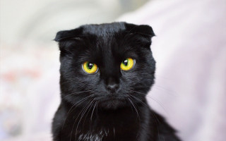 Black cat yellow eyes bed 3 - a black cat free wallpaper for desktop