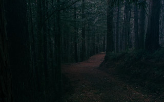 Dark forest path moonlight starry - liminal free wallpaper
