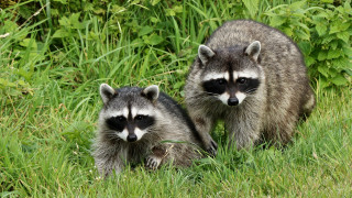 Raccoons grass bushes day nature - primitivism free wallpaper
