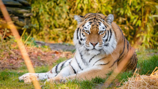 Tiger grass bushes autumn nature - a tiger free wallpaper for desktop