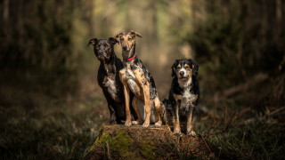 Three dogs forest outdoor animal - the camera and the other free wallpaper