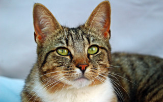 Black cat green eyes sad 3 - a sad look free wallpaper