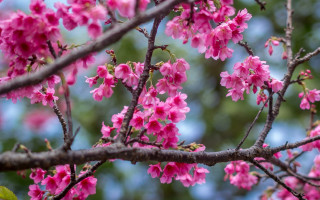 Pink flower blooming tree blossoms - the middle of its free wallpaper