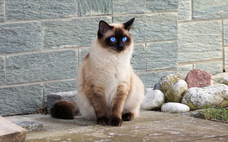 Cat blue eyes sitting stone - a cat free wallpaper