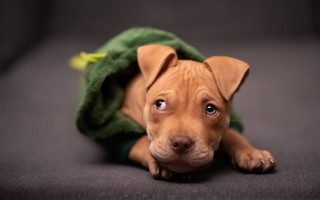 Dog green blanket sad shiba - a green blanket free wallpaper