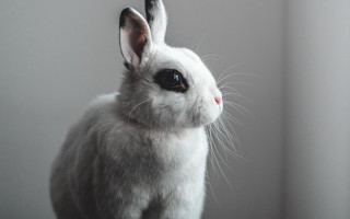 White rabbit black nose serious - a white rabbit free wallpaper for desktop