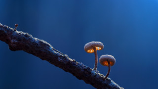 Mushrooms tree branch blue background - two mushroom free wallpaper