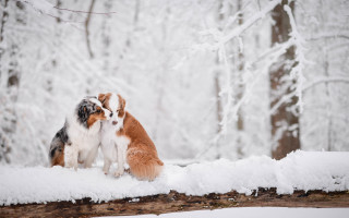 Dogs snow winter woods tree - two dog free wallpaper for desktop