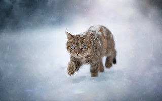 Cat snow blurry background astronaut - a cat free wallpaper
