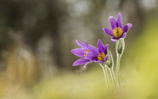 Purple flowers field butterfly blurry - two purple flower free wallpaper