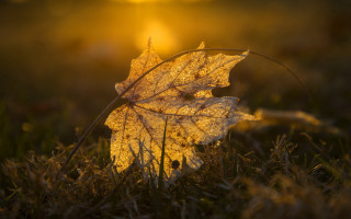 Frosted leaf backlit autumn sunset - the sun shining behind free wallpaper