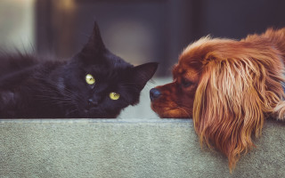 Dog cat ledge illustration animal - a dog and a cat free wallpaper