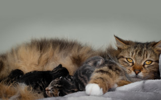 Cat blanket kitten bed renaissance - a pillow free wallpaper