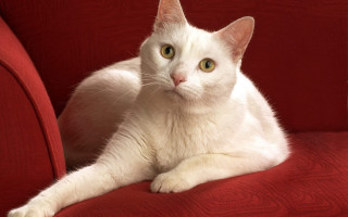 White cat red couch green - a red couch free wallpaper