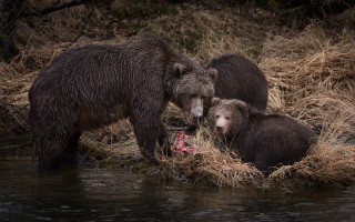 Bears fish river grass trees - the background and a stream free wallpaper