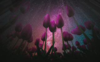 Purple tulips starry sky aurora - sky in the background free wallpaper