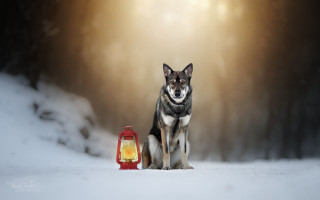 Dog lantern snow light blurry - animal free wallpaper for desktop
