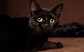 Black cat yellow eyes couch 5 - black background free wallpaper