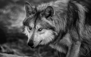 Wolf rock forest blackandwhite dog - sharp focus free wallpaper