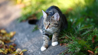 Cat path grass bush leaves - a path free wallpaper