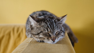 Sleeping cat couch blurry photorealistic - its head on free wallpaper