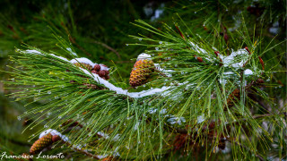 Pine tree snow cones bush - free bird wallpaper