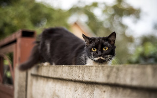 Black cat mustache wall serious - surrealism free wallpaper