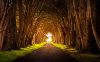 Tunnel of trees road grass - both side free wallpaper for desktop