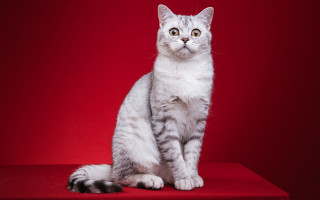 White gray cat red background - a red surface free wallpaper