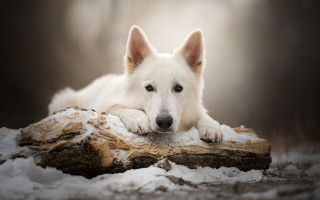 White dog snow log resting - a white dog free wallpaper