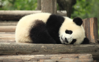 Panda laying wooden platform trees - a panda bear free wallpaper