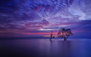 Lone tree lake sunset purple - sky above free wallpaper