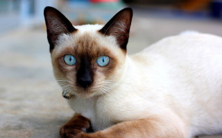 Siamese blue eyes curious cat - the camera free wallpaper for desktop