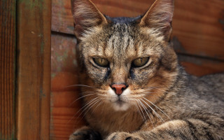 Cat sad looking blurry dog - sharp claw free wallpaper