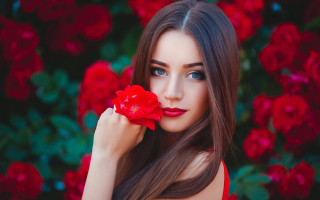 Elina karimova roses romantic photorealistic - red rose free wallpaper