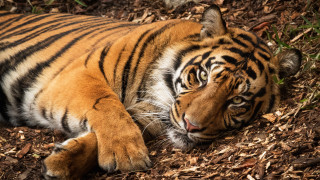 Tiger woods laying sumatraism closed - one paw free wallpaper