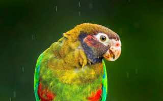Colorful bird raindrop branch rain - its head and neck free wallpaper
