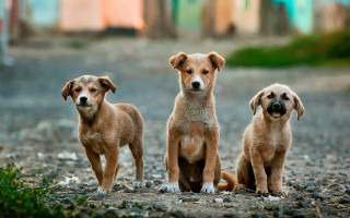 Three dogs sad outdoor blurry - free dogs wallpaper