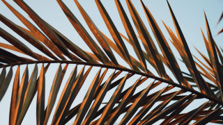Palm branch blue sky clouds - a few cloud free wallpaper for desktop
