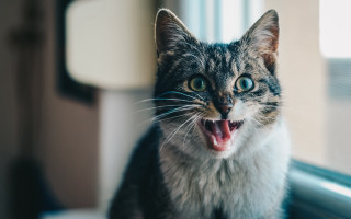 Cat open mouth blurry teeth - verdadism free wallpaper