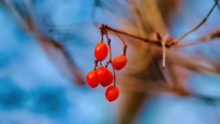 Branch berries blue sky bokeh - berry free wallpaper