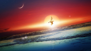 Bird beach red sky moon - dreamlike free wallpaper for desktop