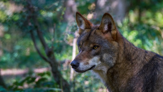 Wolf forest bokeh nature male - male free wallpaper for desktop