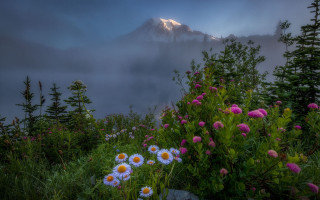Mountain flower forest sky path - a fog free wallpaper