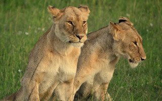 Lions field grass flowers nature - free cats wallpaper