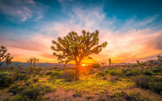 Cactus field sunset clouds landscape - the sun free wallpaper